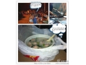 道滘无名肉丸粥店 道滘无名肉丸粥店