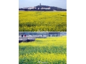 2月,来桥头看油菜花吧 2月,来桥头看油菜花吧