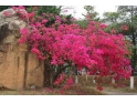 东莞理工,春色满校园 东莞理工,春色满校园