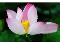 六月份,去桥头看荷花吧! 六月份,去桥头看荷花吧!