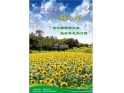 松山湖向日葵花海 松山湖向日葵花海