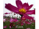 桥头莲湖花田烂漫——波斯菊盛开啦 桥头莲湖花田烂漫——波斯菊盛开啦