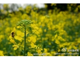 不妨到松山湖走走吧 不妨到松山湖走走吧
