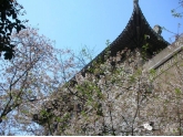 东莞→武汉=4个半小时,武汉赏樱花全攻略! 东莞→武汉=4个半小时,武汉赏樱花全攻略!