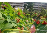 校园美景——万江中学 校园美景——万江中学
