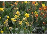 东莞麻涌竟然有这么美的花海?小伙伴们造吗? 东莞麻涌竟然有这么美的花海?小伙伴们造吗?