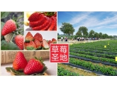 【爽料】发现东莞最浪漫草莓园!又摘又吃又玩根本停不下来! 【爽料】发现东莞最浪漫草莓园!又摘又吃又玩根本停不下来!