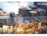 【没有活鸡食?】明年东莞城区不得设立活禽批发市场 【没有活鸡食?】明年东莞城区不得设立活禽批发市场