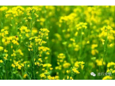 东莞除了桥头,竟然还有这么美的油菜花田!90%东莞人都不知道 东莞除了桥头,竟然还有这么美的油菜花田!90%东莞人都不知道