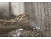 【吓尿】东莞榴花公园惊现3m长,80斤重超级大蟒,吓死阿妈个女咯! 【吓尿】东莞榴花公园惊现3m长,80斤重超级大蟒,吓死阿妈个女咯!