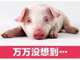 丧心病狂!死猪肉变东莞大排档美食,睇完我放下了筷子…… 丧心病狂!死猪肉变东莞大排档美食,睇完我放下了筷子……