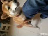 养狗都可以沟到女?呢个大招真係唔可以唔学啊... 养狗都可以沟到女?呢个大招真係唔可以唔学啊...