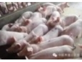 曝光!东莞约有3吨死猪肉被查获,你可能有份吃到! 曝光!东莞约有3吨死猪肉被查获,你可能有份吃到!